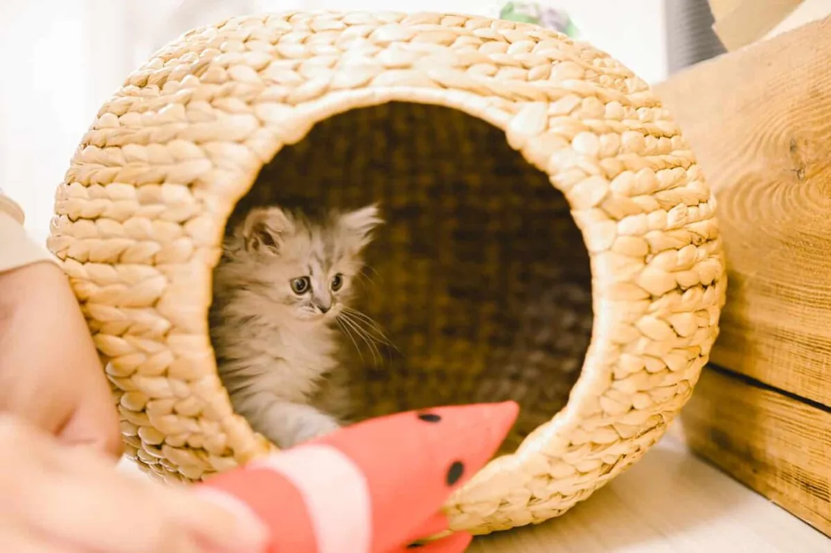 【Nikon Z 6】子猫との7日間