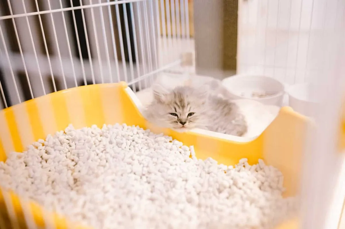 【Nikon Z 6】子猫との7日間