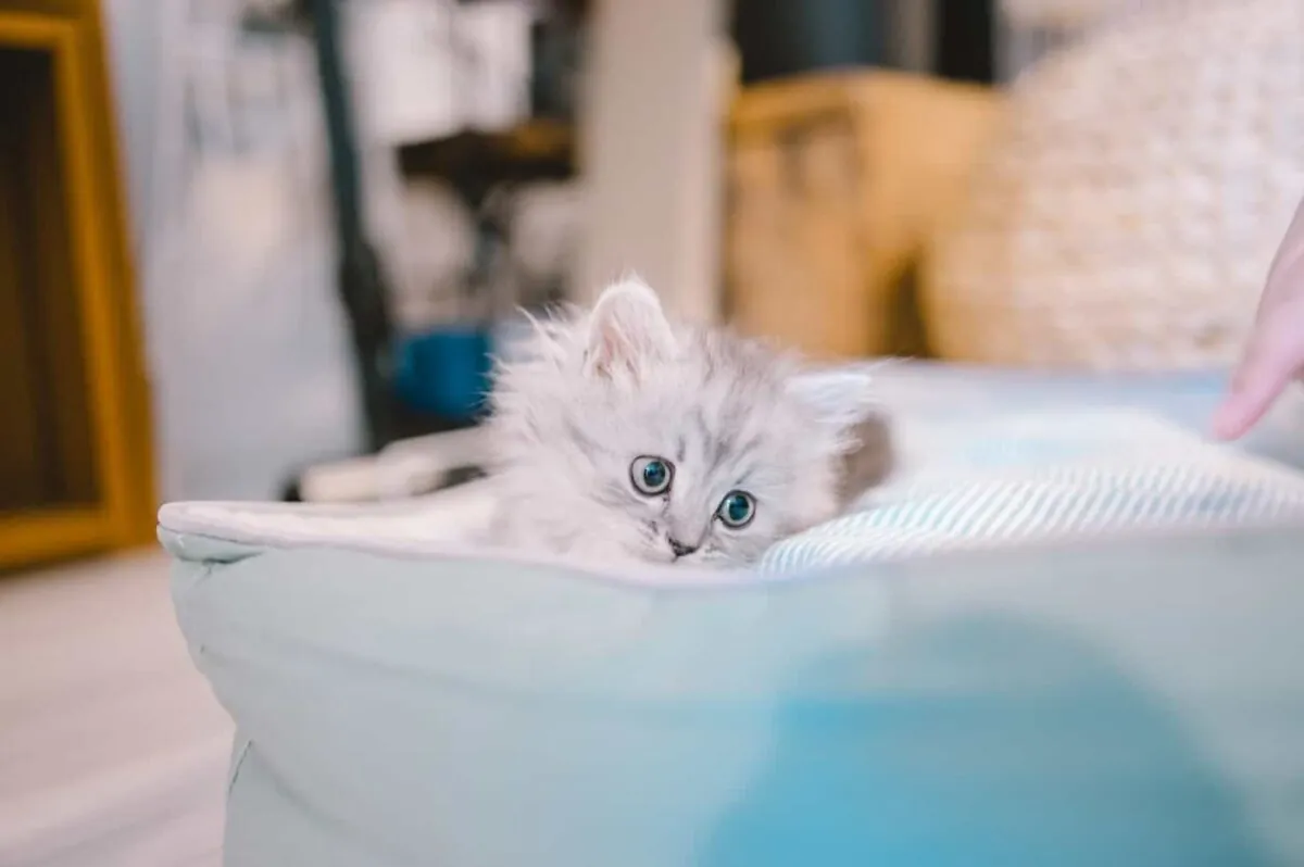 【Nikon Z 6】子猫との7日間