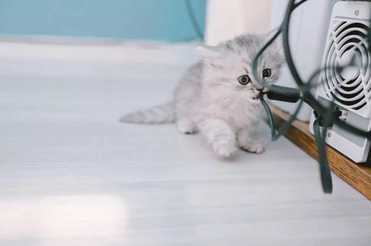 【Nikon Z 6】子猫との7日間