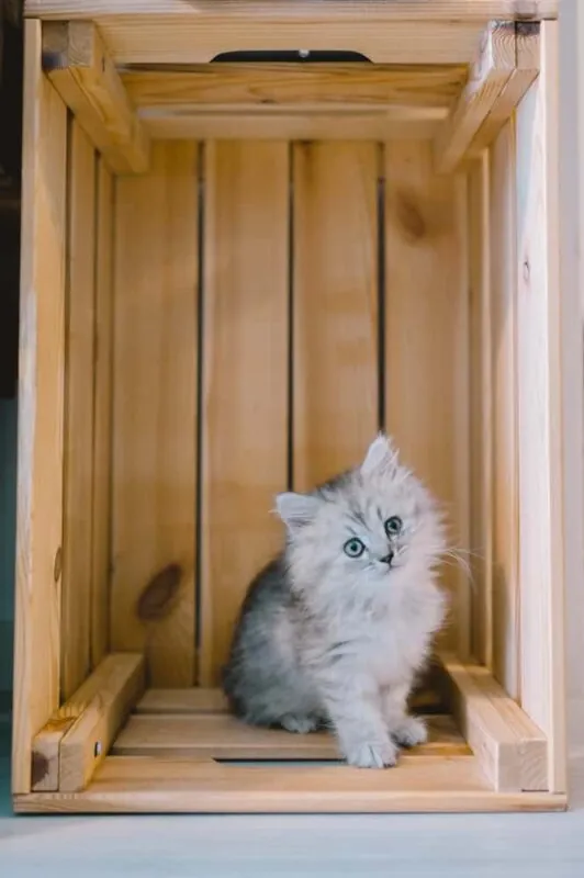 【Nikon Z 6】子猫との7日間