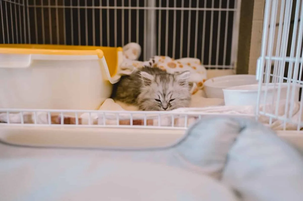 【Nikon Z 6】子猫との7日間