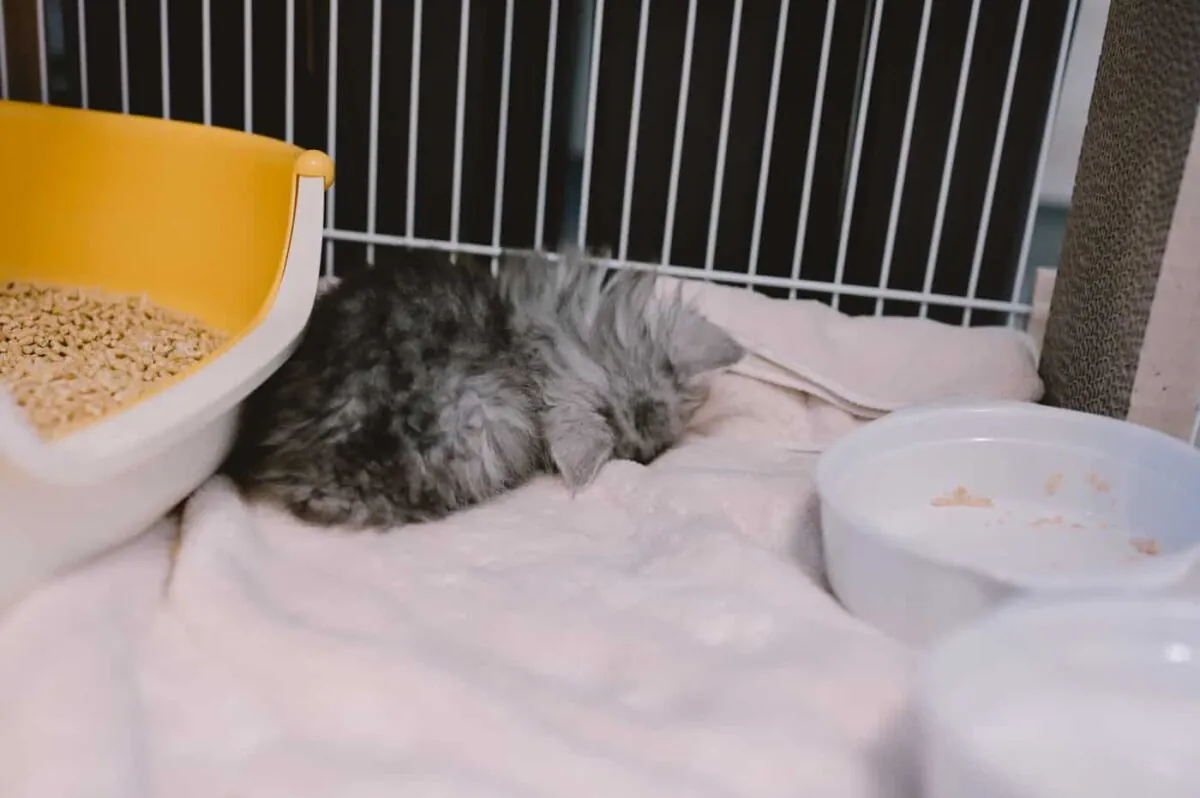 【Nikon Z 6】子猫との7日間