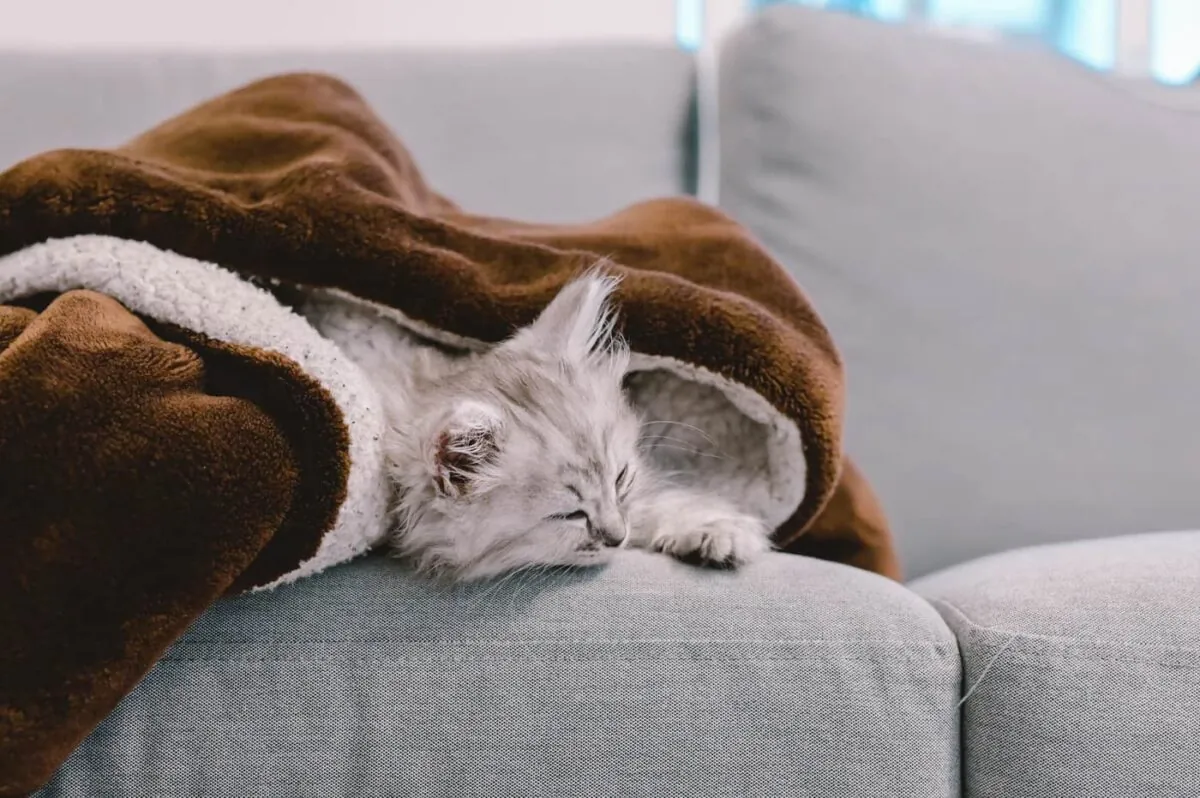 【Nikon Z 6】子猫との7日間