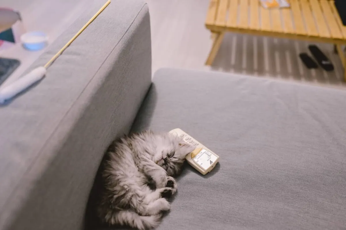 【Nikon Z 6】子猫との7日間