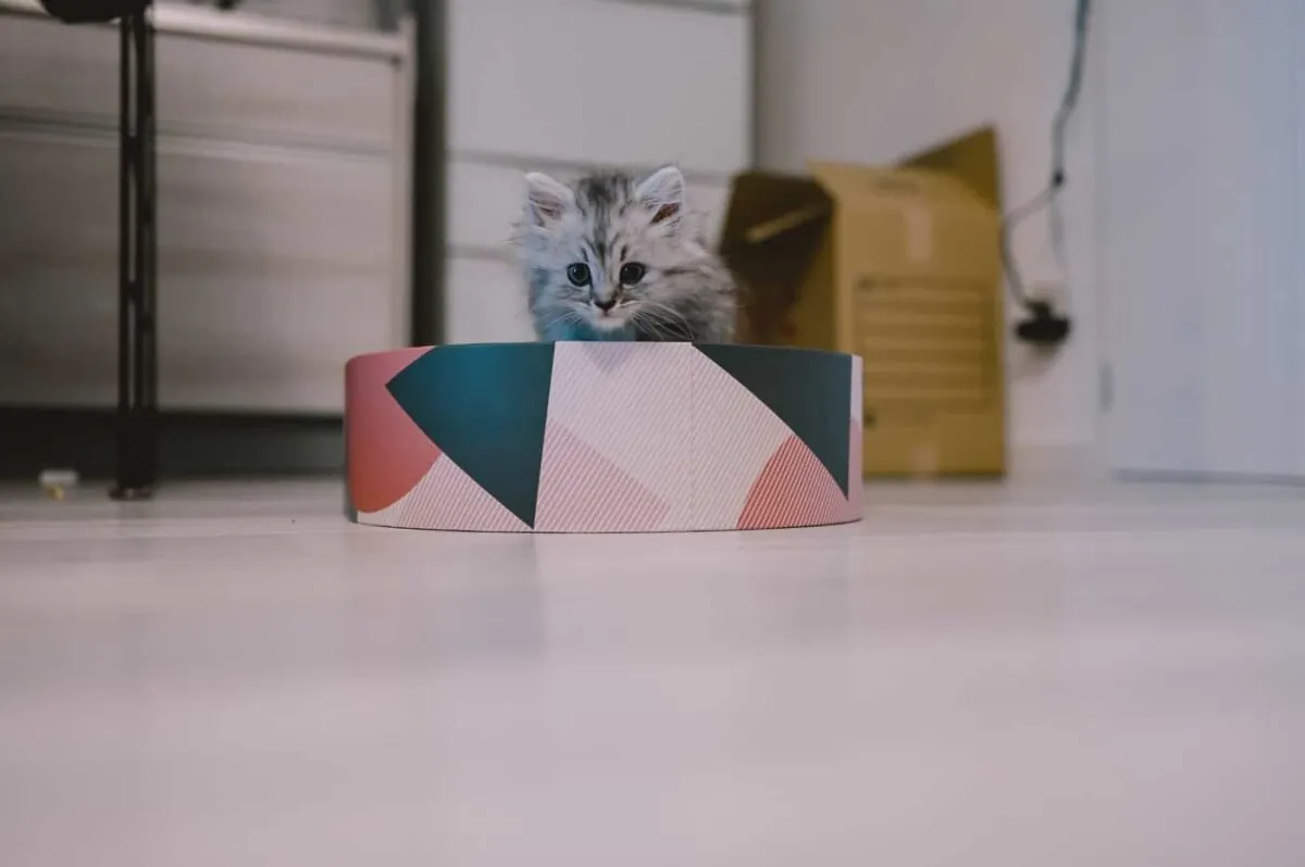 【Nikon Z 6】子猫との7日間