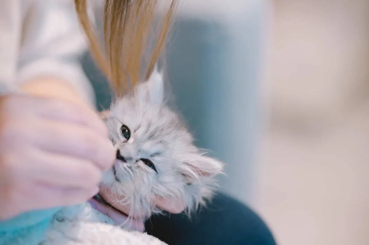 Viltrox 85mm F1.8(Nikon Z)レビュー