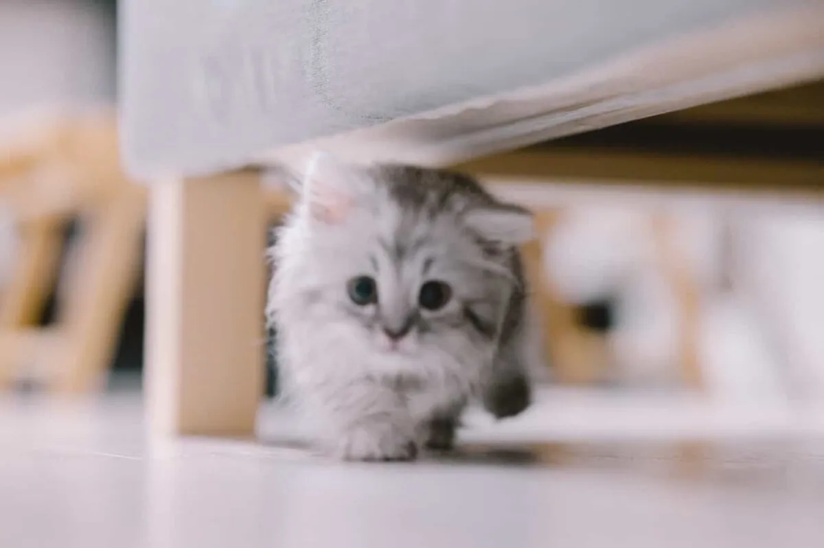 Viltrox 85mm F1.8(Nikon Z)レビュー