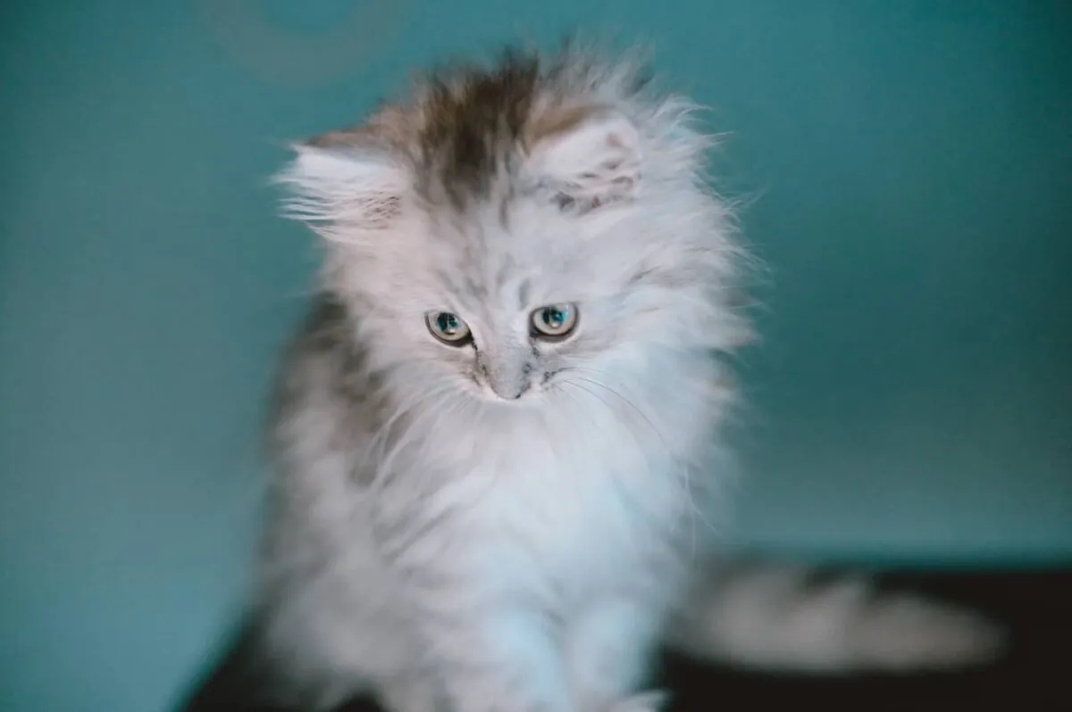 Viltrox 85mm F1.8(Nikon Z)レビュー