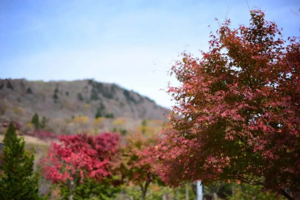 【NikonD750/Planar50mm作例】茶臼山に紅葉を撮りに行ってきた