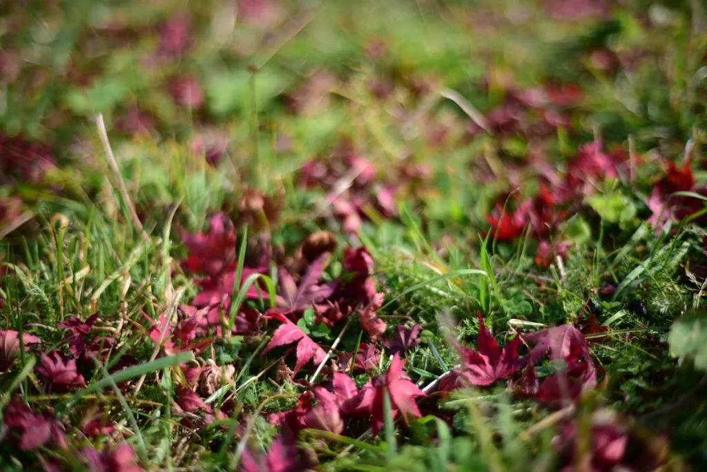 単焦点レンズの何がいいのか考えてみた。