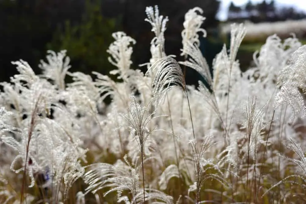 【NikonD750/Planar50mm作例】茶臼山に紅葉を撮りに行ってきた