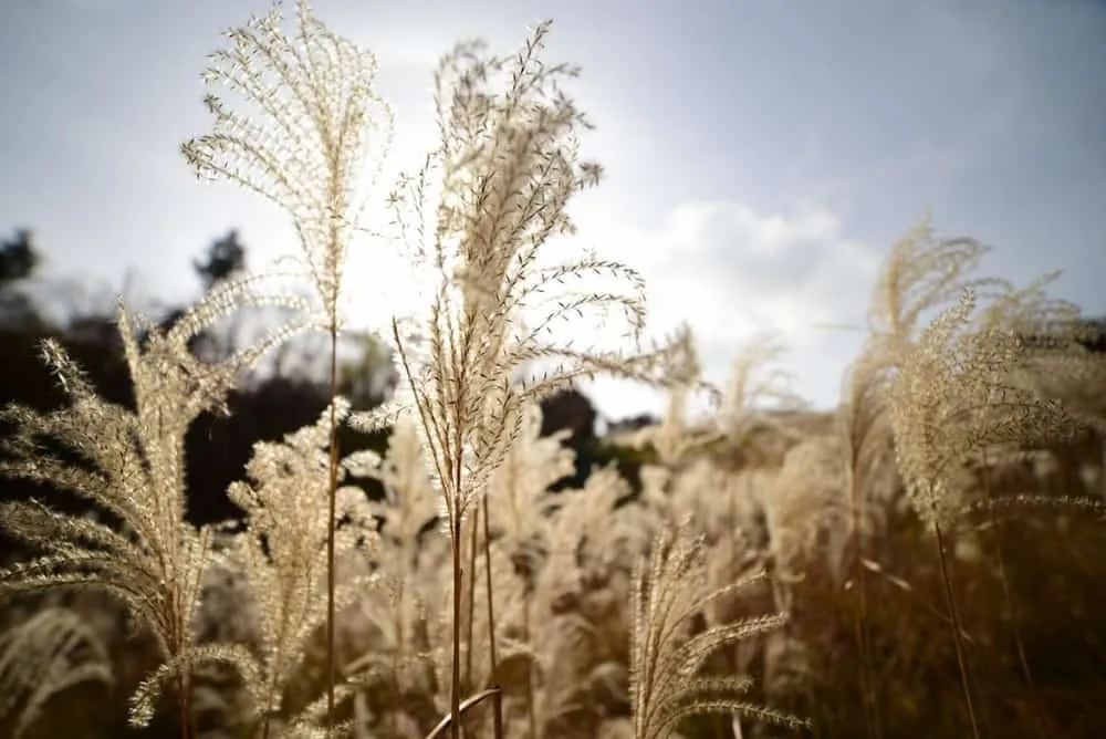 【NikonD750/Planar50mm作例】茶臼山に紅葉を撮りに行ってきた