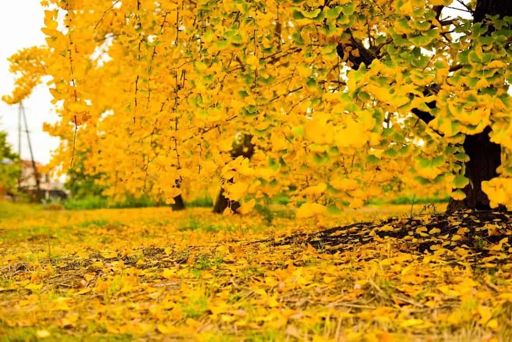 【NikonD750作例】そぶえイチョウ黄葉まつりに行ってきたお話