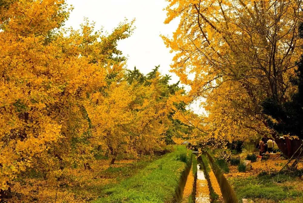 【NikonD750作例】そぶえイチョウ黄葉まつりに行ってきたお話