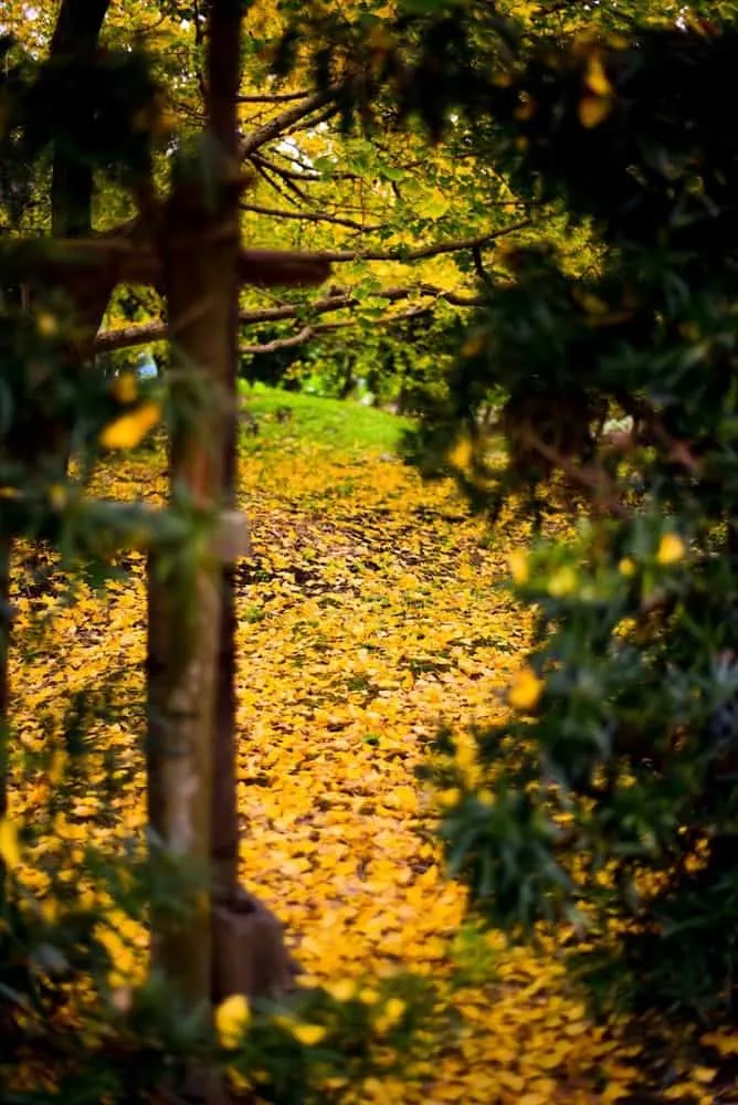 【NikonD750作例】そぶえイチョウ黄葉まつりに行ってきたお話