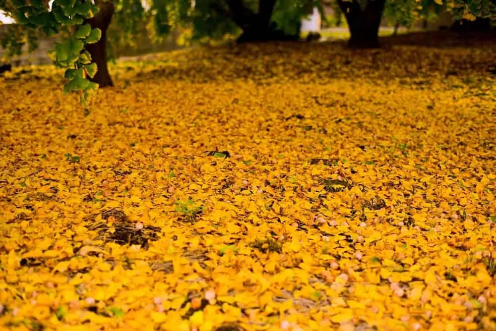 【NikonD750作例】そぶえイチョウ黄葉まつりに行ってきたお話