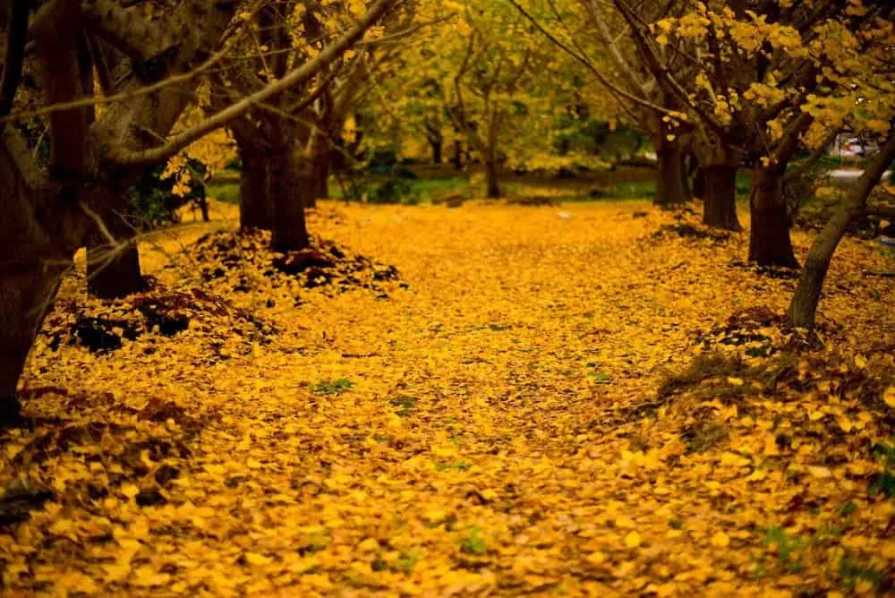 【NikonD750作例】そぶえイチョウ黄葉まつりに行ってきたお話