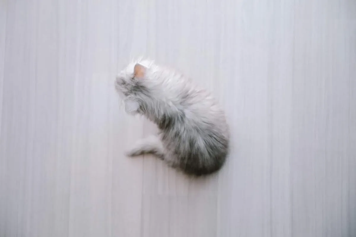 【2LDK】夫婦二人暮らし+猫、引っ越しから揃えた家電のまとめ