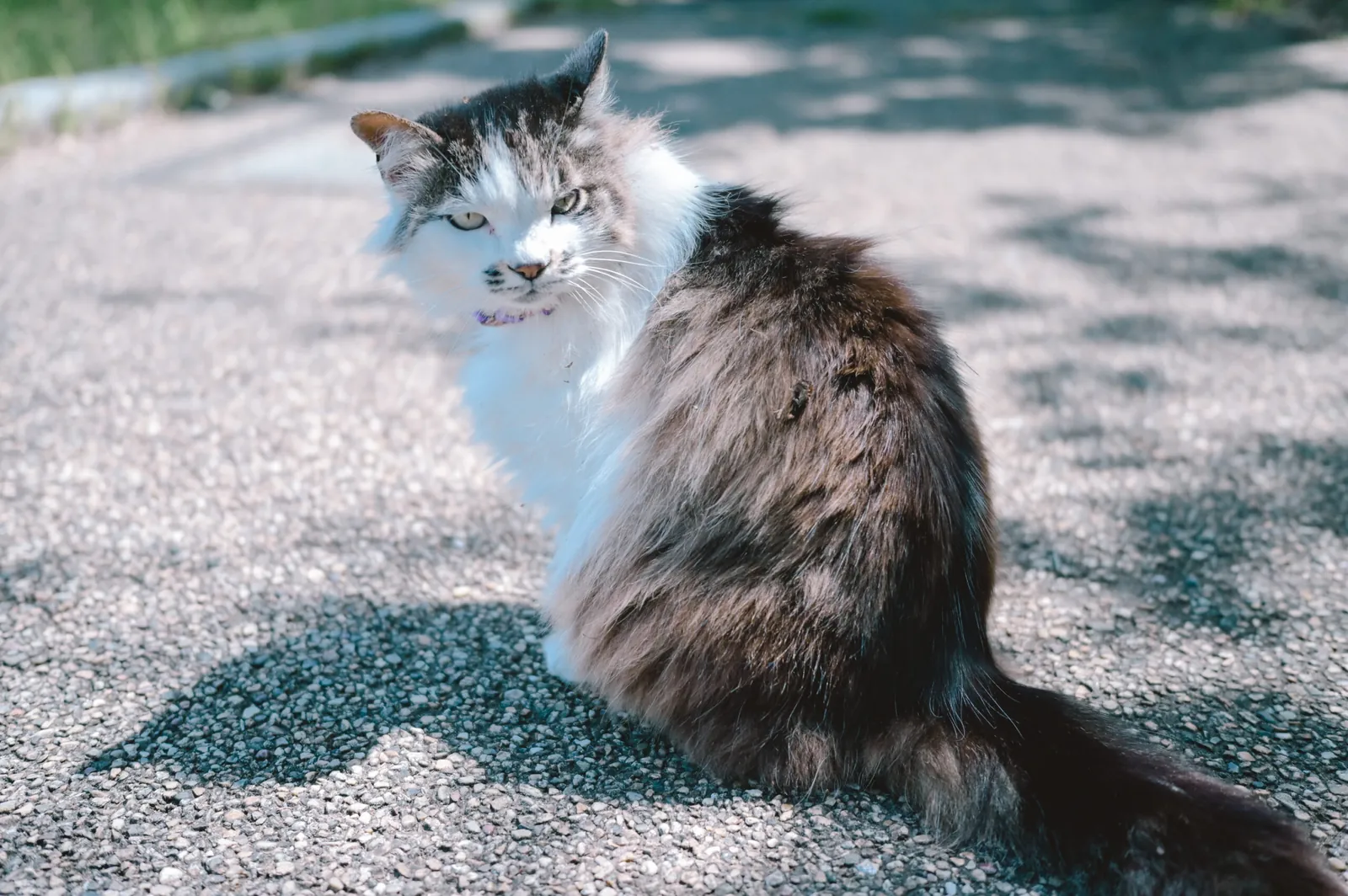 ぶらり江ノ島【Nikon Z6,SIGMA 45mm F2.8  Contemporary】