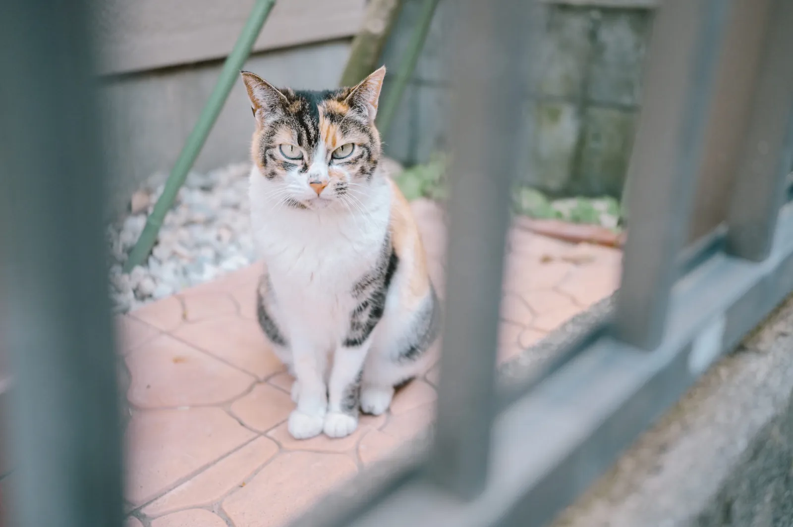 ぶらり江ノ島【Nikon Z6,SIGMA 45mm F2.8  Contemporary】