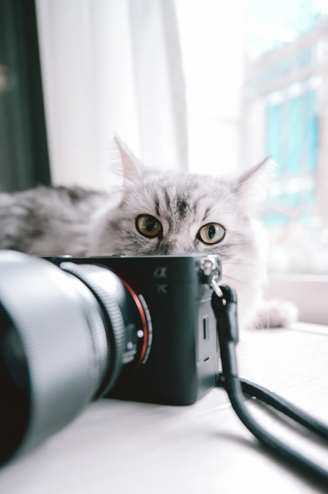 キャンプと猫のカメラにSONY α7C