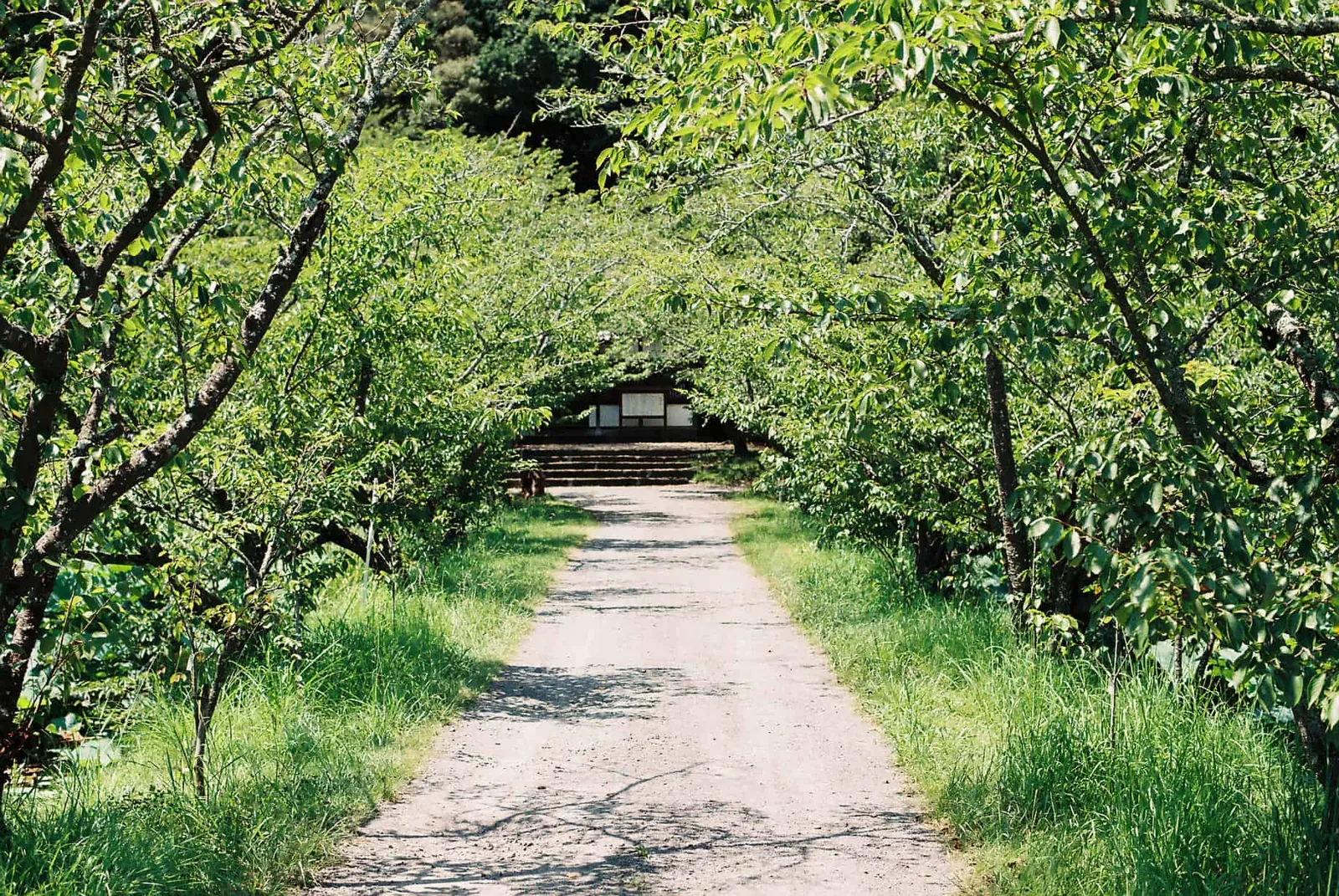 フィルムカメラで振り返る2019年の写真【2nd Roll】#カメクラの沼カレ2019