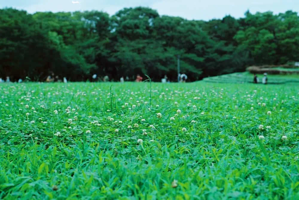 【作例】Nikon F4sに50mm1.8Dつけてちょっとそこまで