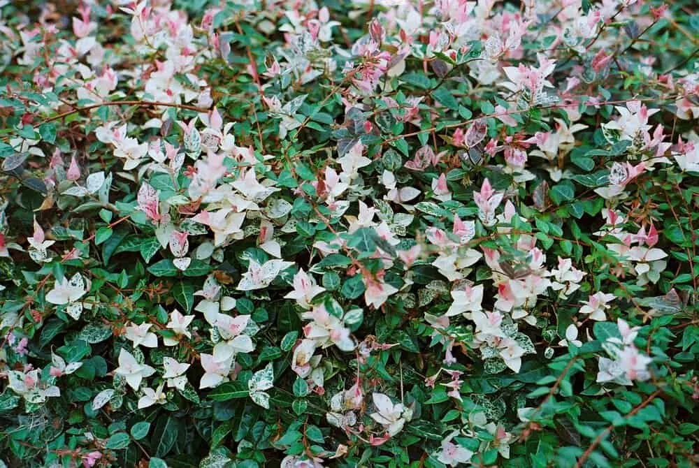 【作例】Nikon F4sに50mm1.8Dつけてちょっとそこまで