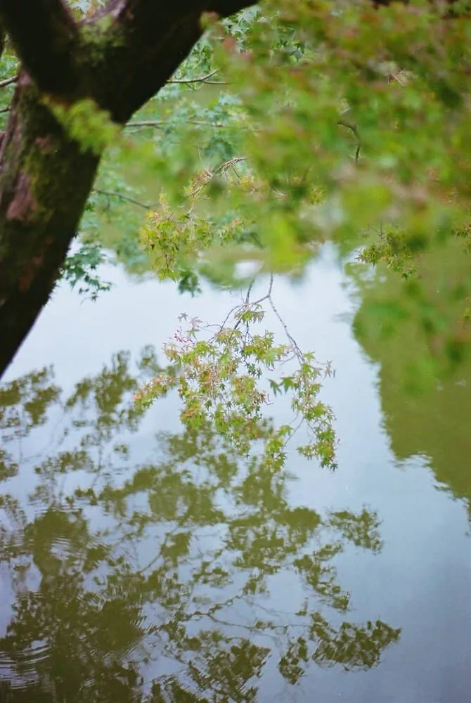 【作例】Nikon F4sに50mm1.8Dつけてちょっとそこまで