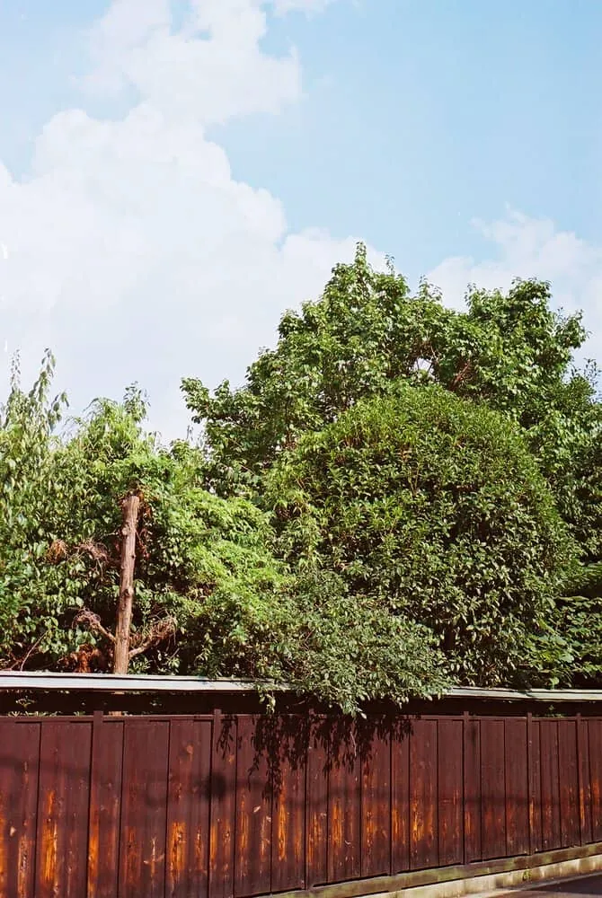 【作例】Nikon F4sに50mm1.8Dつけてちょっとそこまで