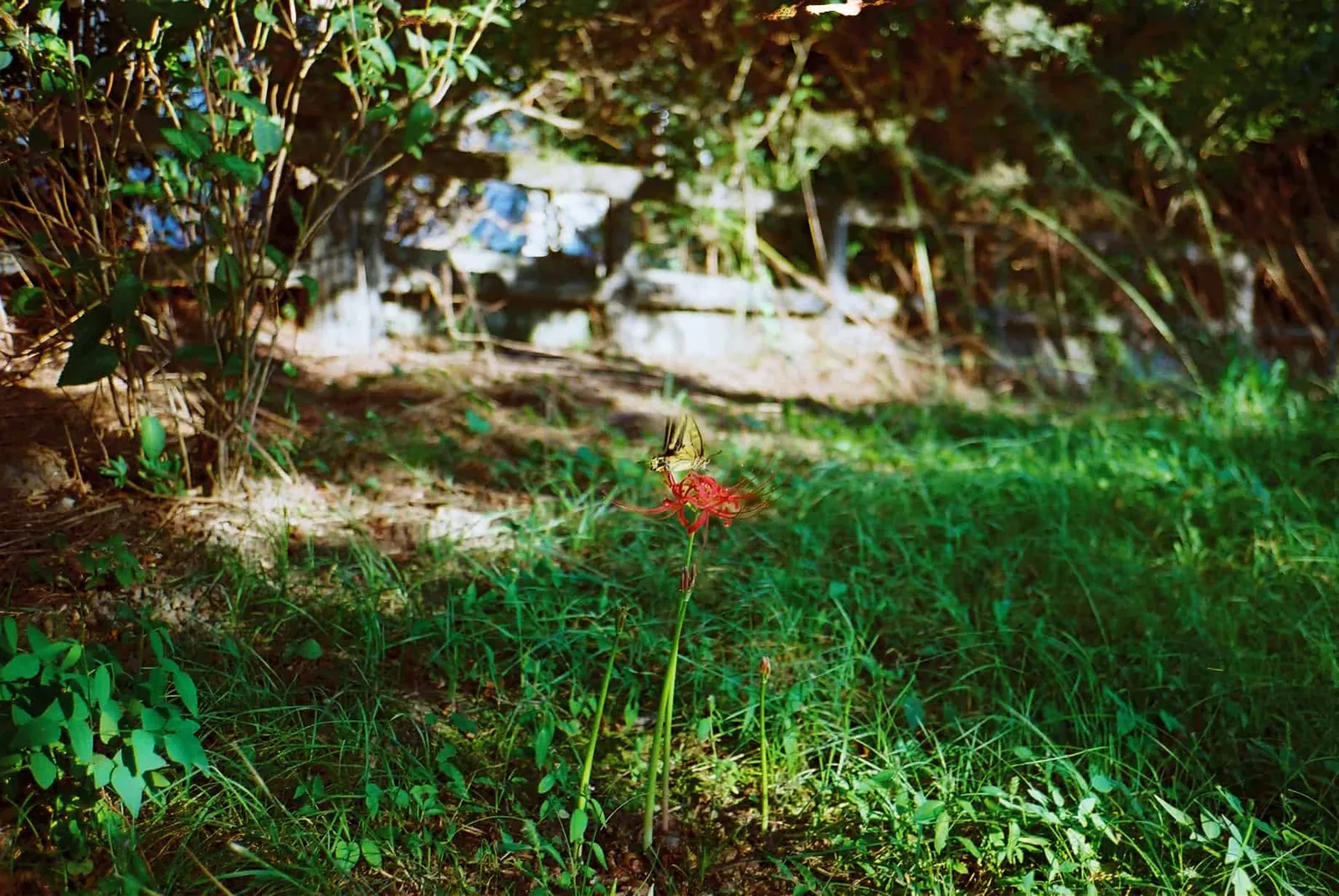 フィルムカメラで振り返る2019年の写真【2nd Roll】#カメクラの沼カレ2019