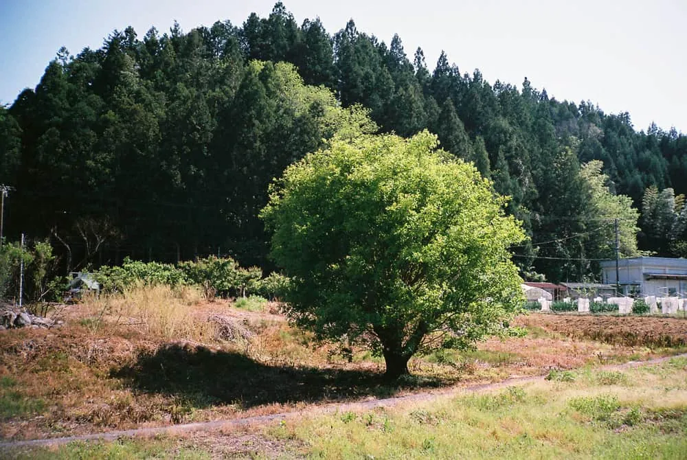 写真は構図が大事だっていうけどそこまで意識して撮ってないんじゃないか疑惑