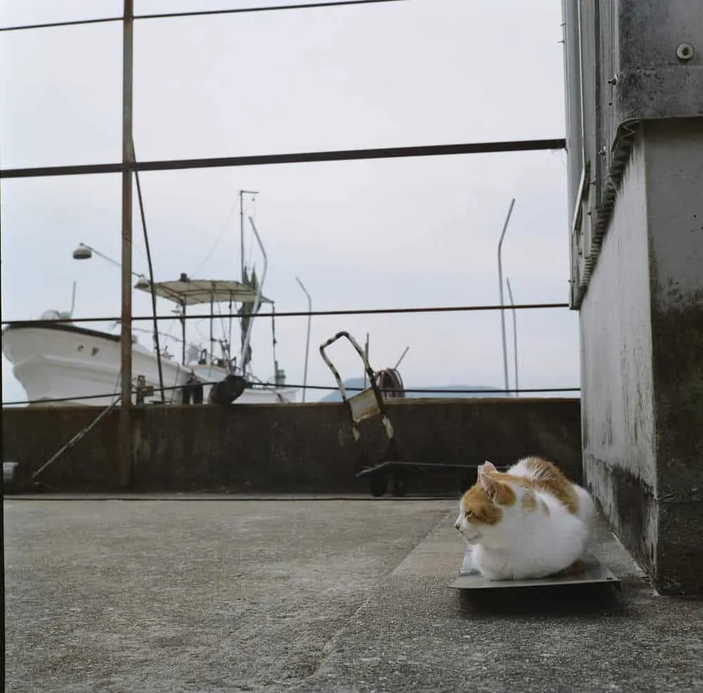 男木島の猫
