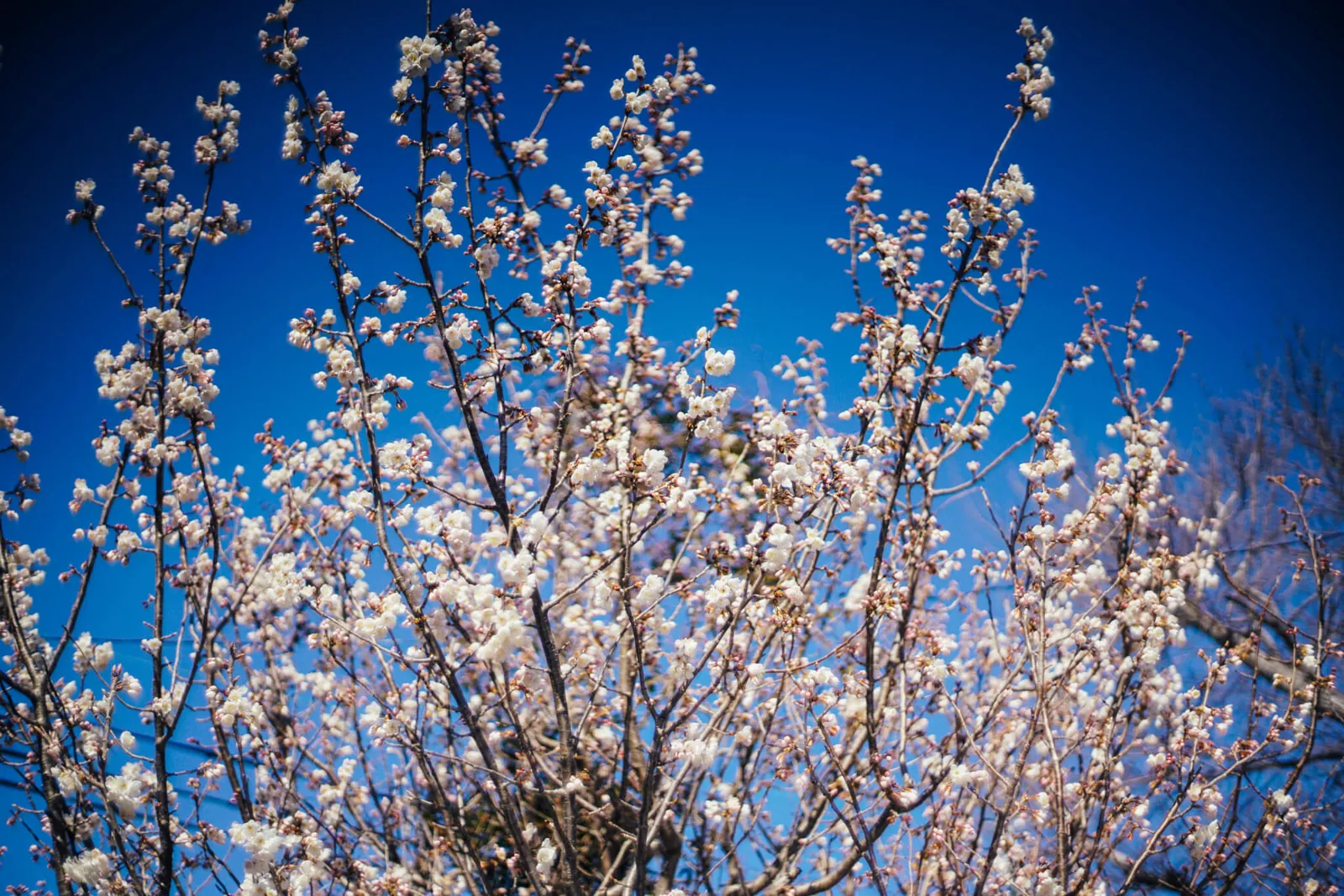 dsc0245 40032673014 o