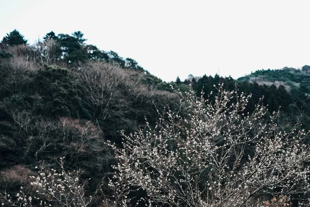 梅の木